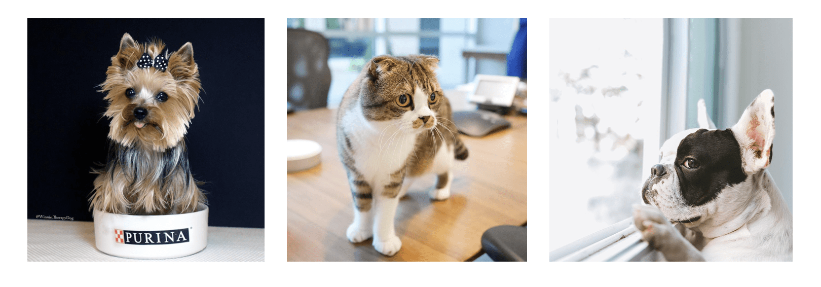 What We Learned From 3 Pet Brands on Instagram Mavrck